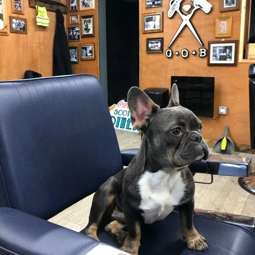 Inside Good Ol' Boys: the blue chairs and G.O.B sign